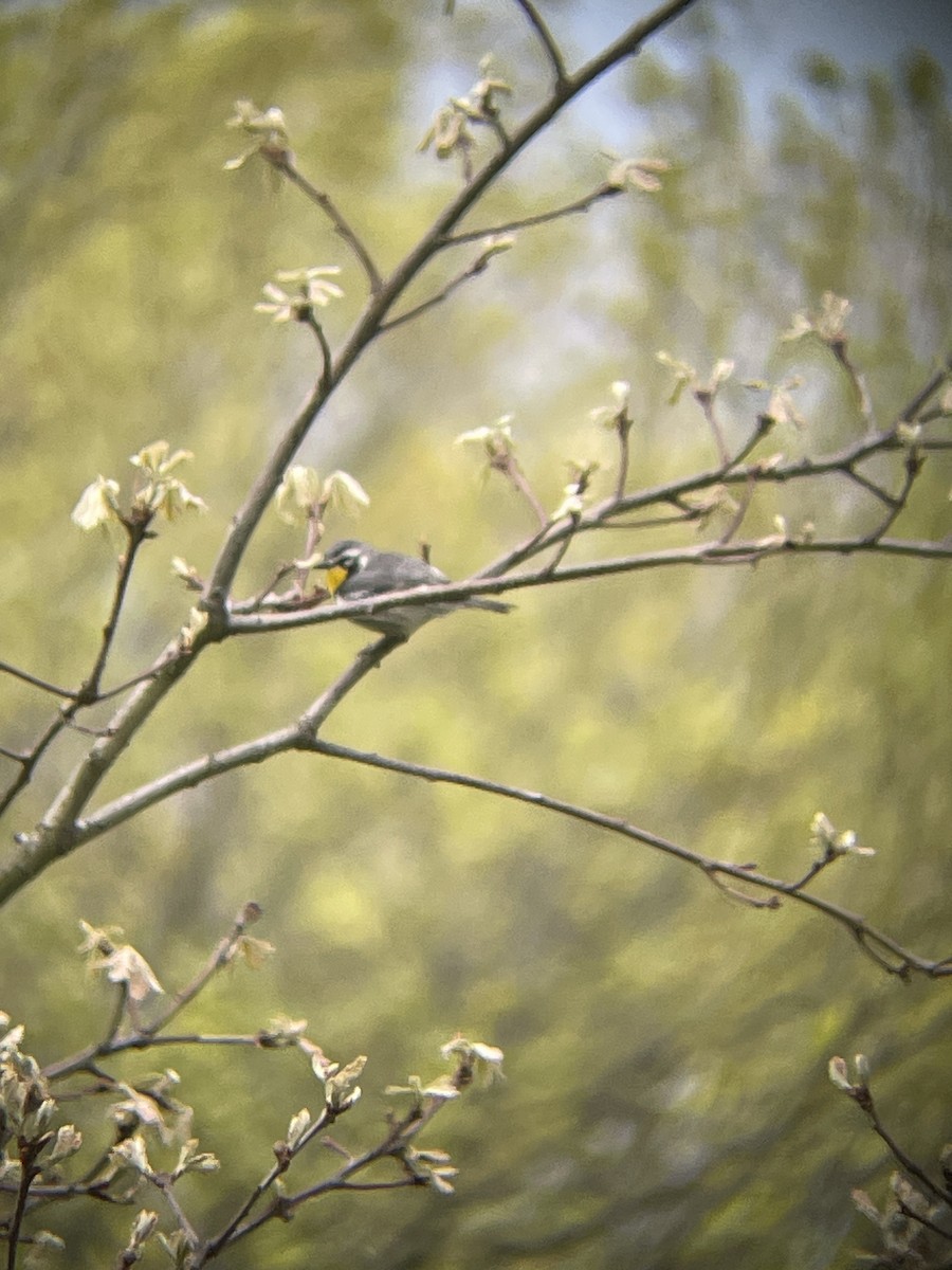 Yellow-throated Warbler - ML618044492