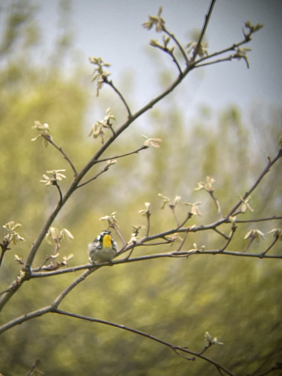 Yellow-throated Warbler - ML618044493