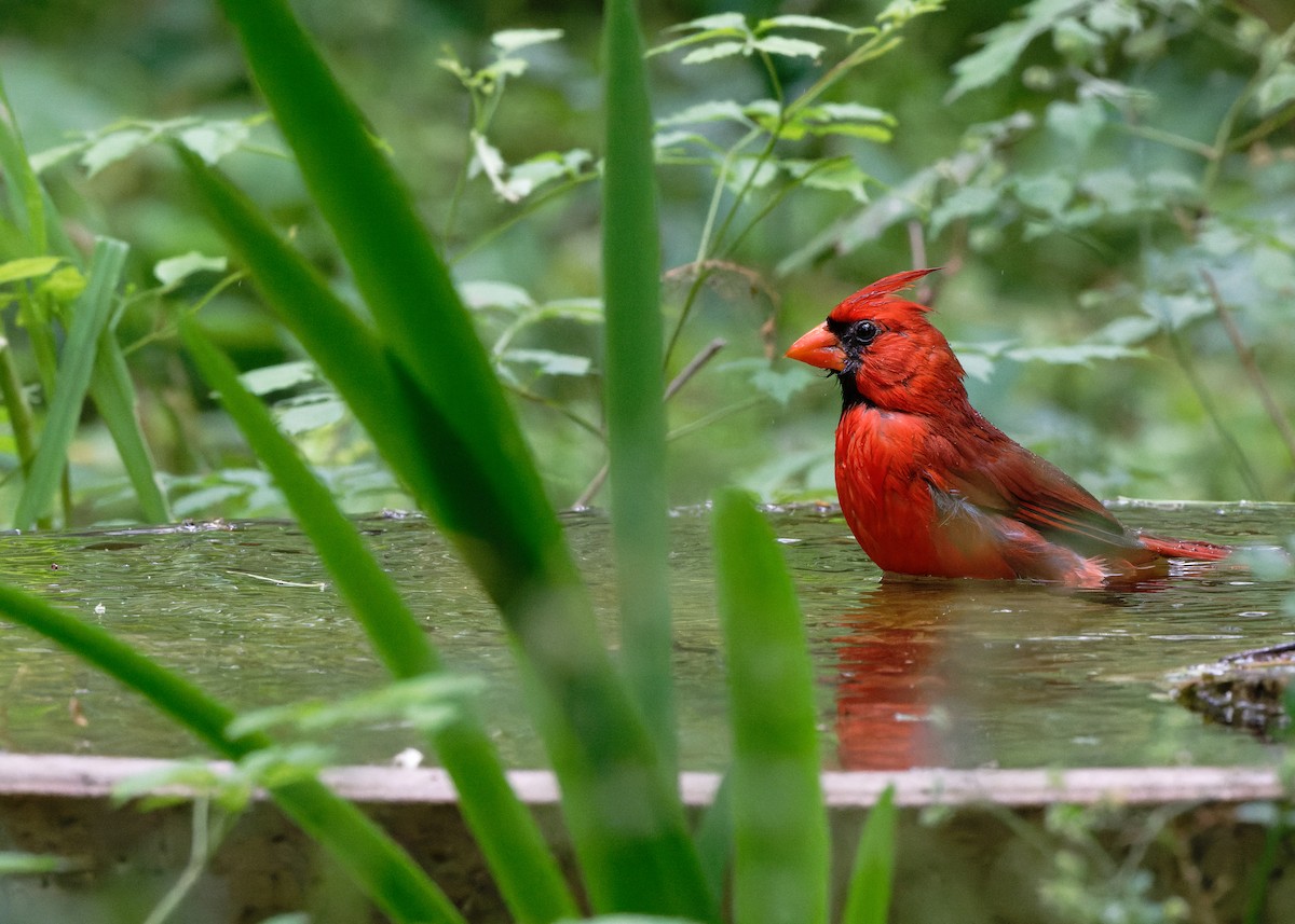 Northern Cardinal - KMJ Bird