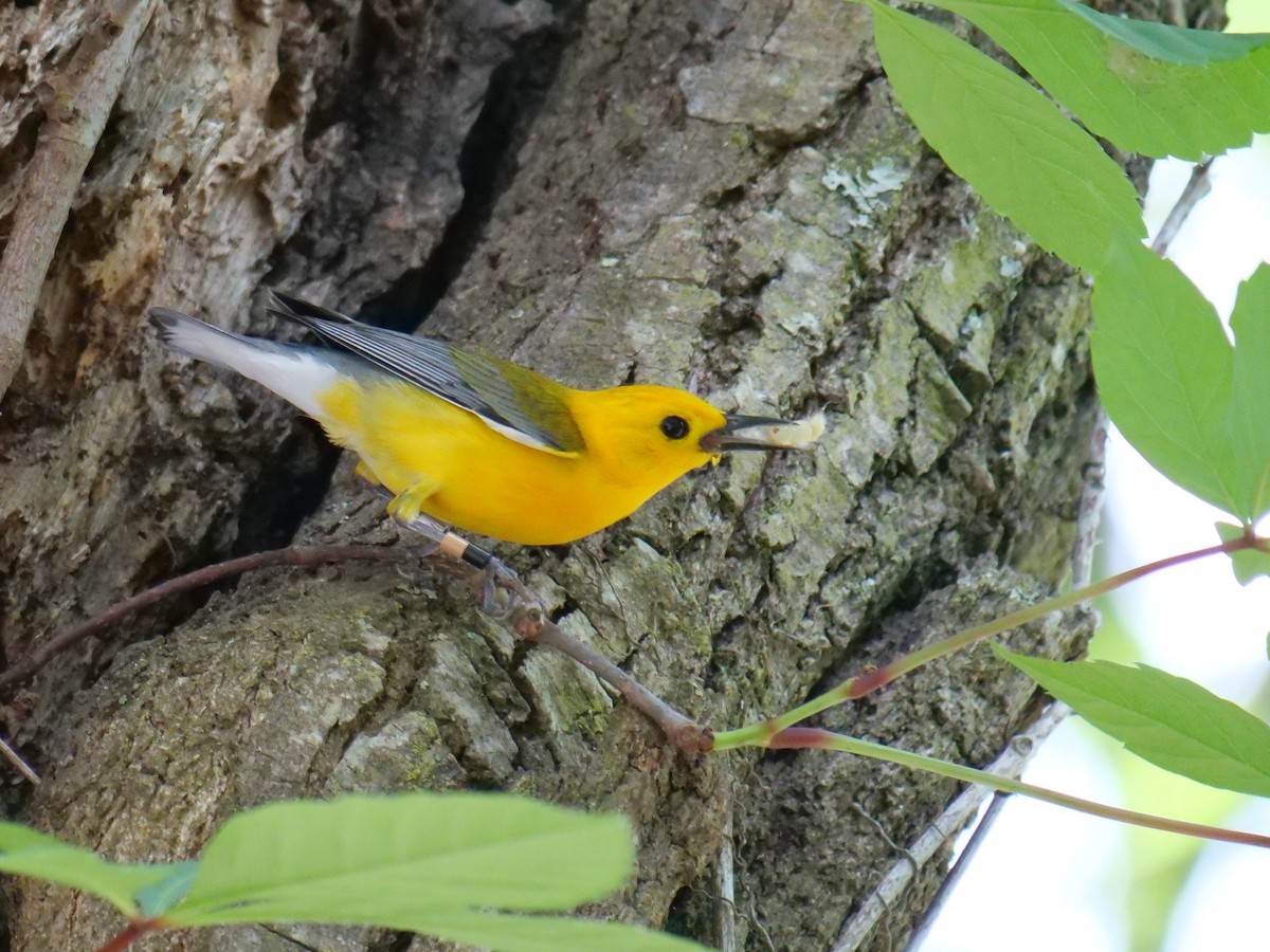Prothonotary Warbler - ML618044562