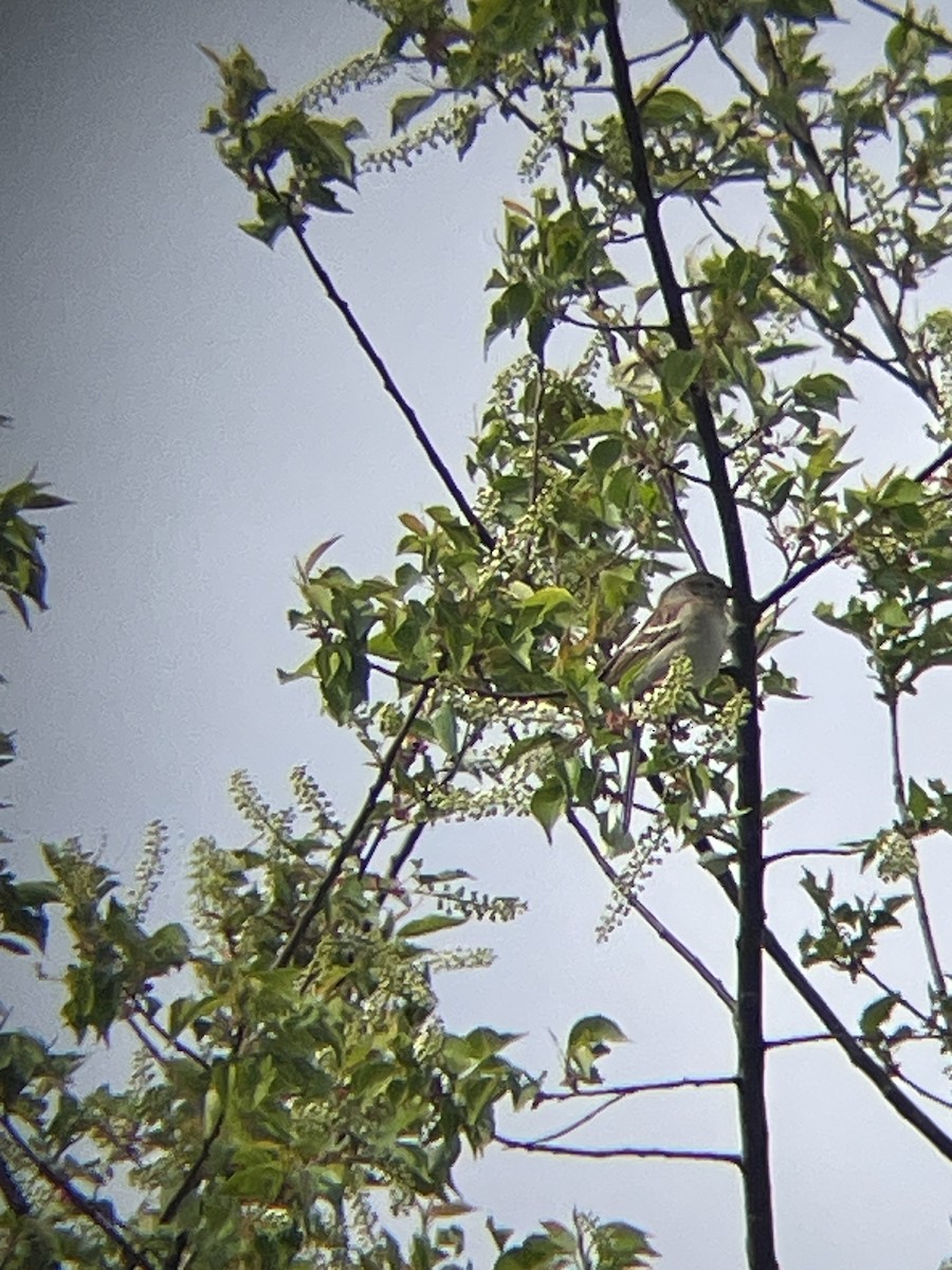 Field Sparrow - ML618044568