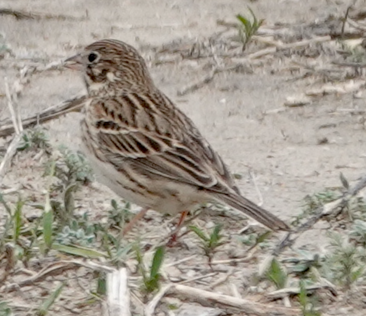 Vesper Sparrow - ML618044584