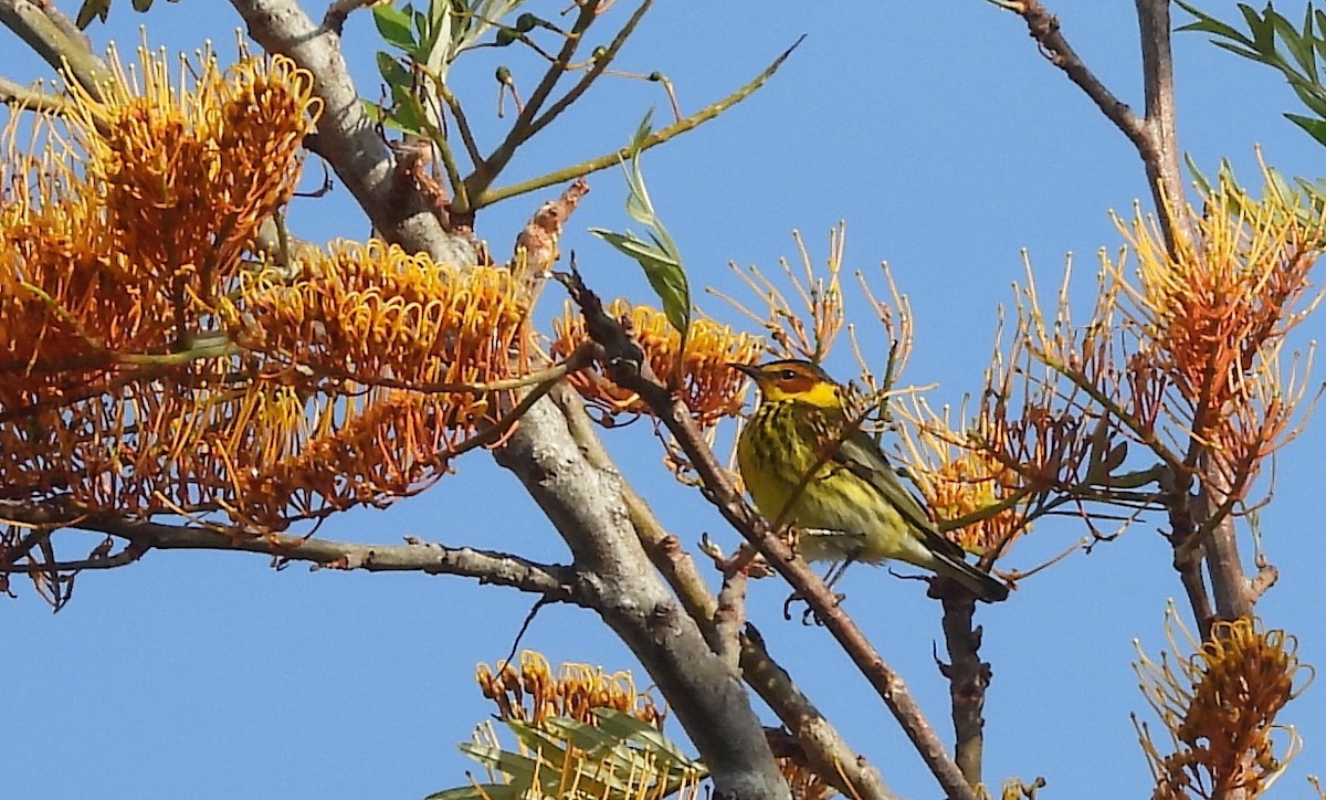 Cape May Warbler - ML618044590