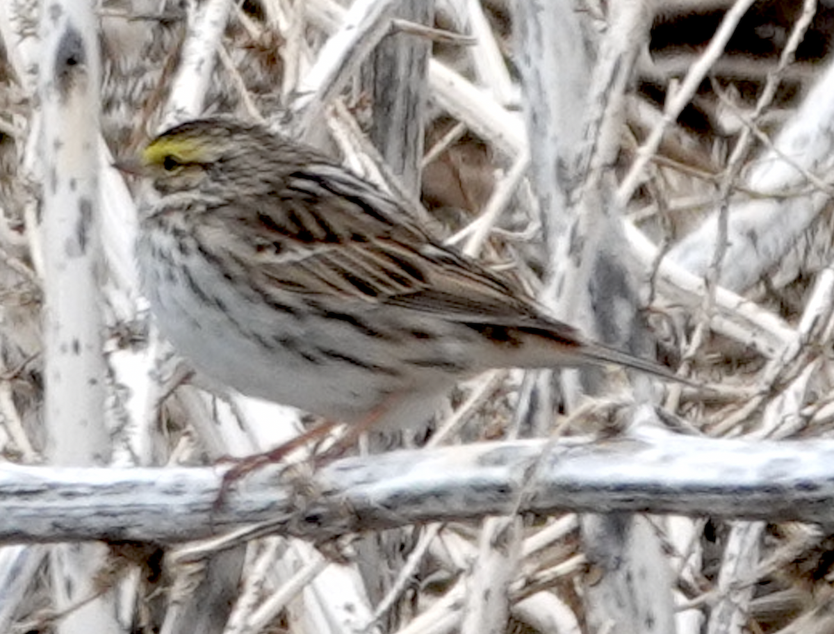 Savannah Sparrow - ML618044592