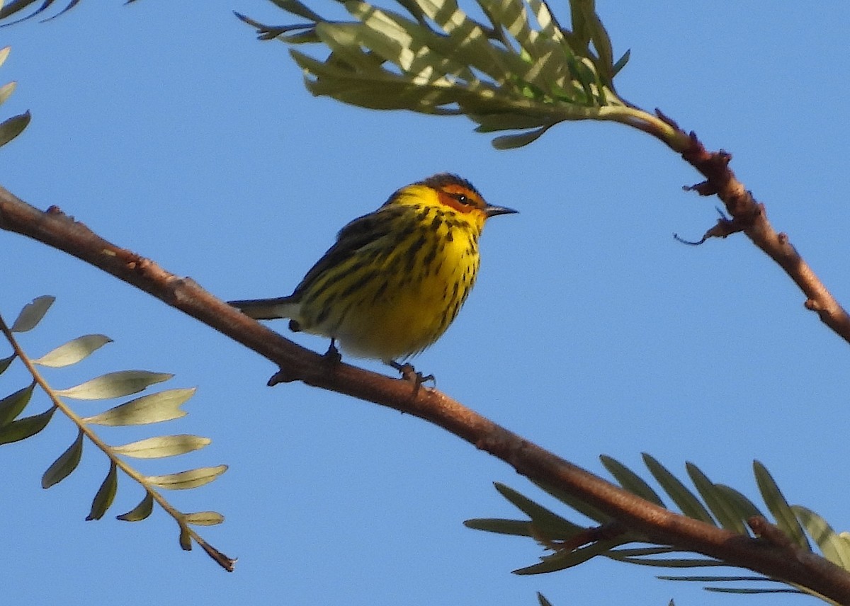 Cape May Warbler - Christine Rowland