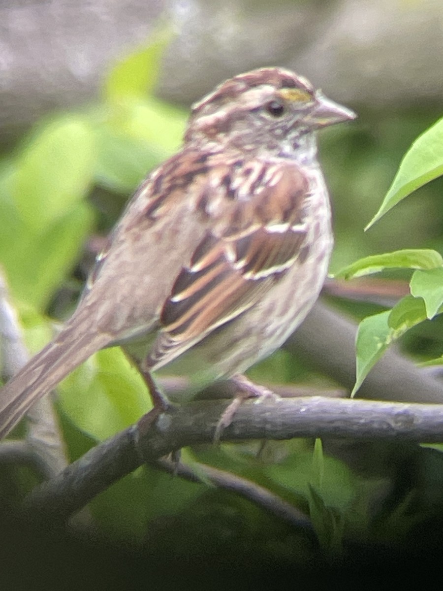 White-throated Sparrow - Katrina Theisen