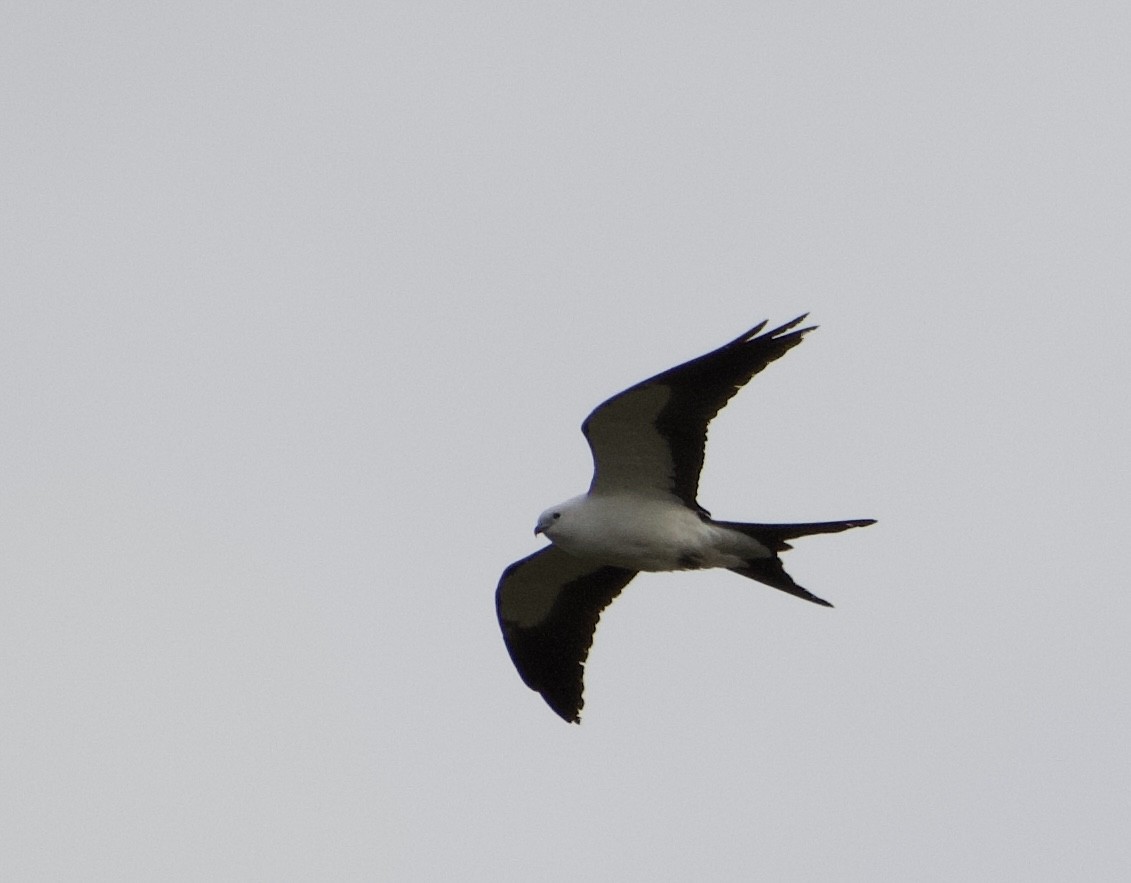 Swallow-tailed Kite - Kim Hewitt