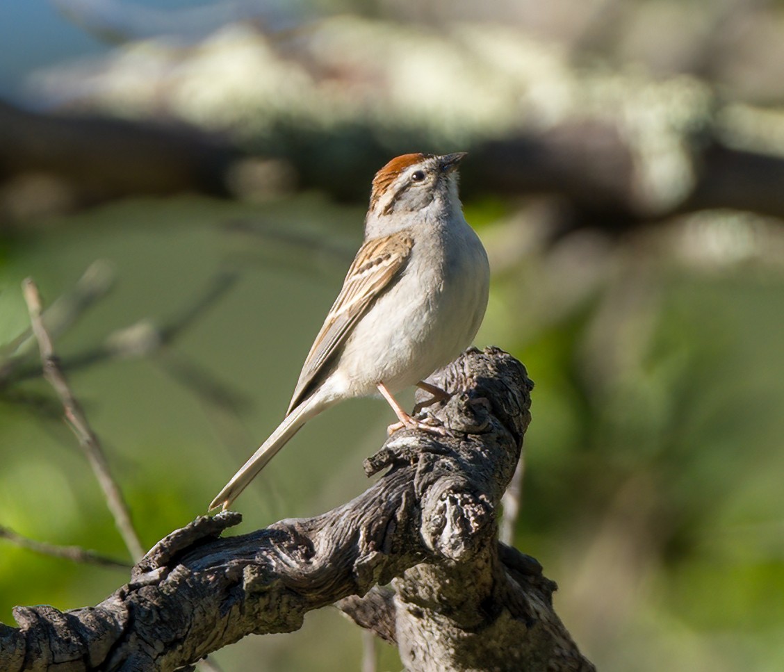 Chipping Sparrow - Steve Colwell