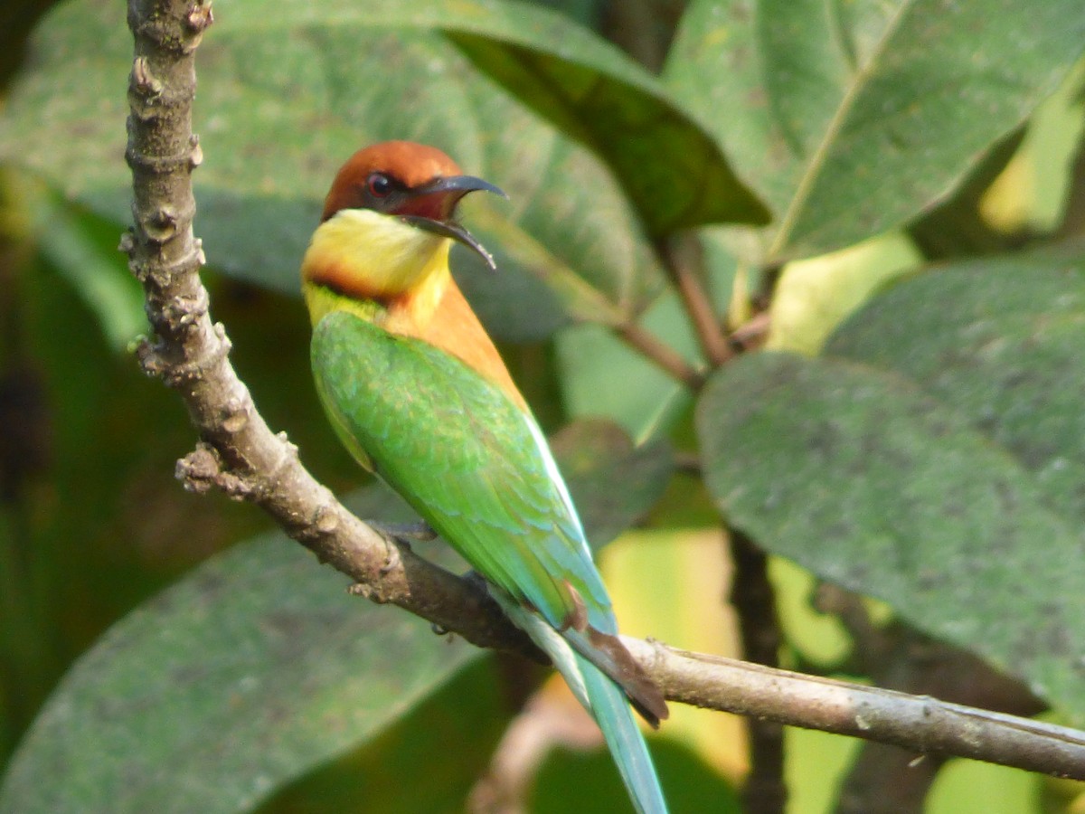 Chestnut-headed Bee-eater - Ashok Kalburgi