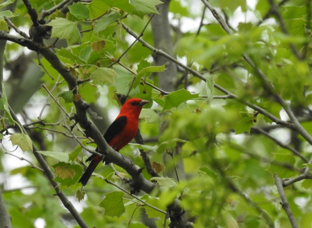 Scarlet Tanager - ML618044676