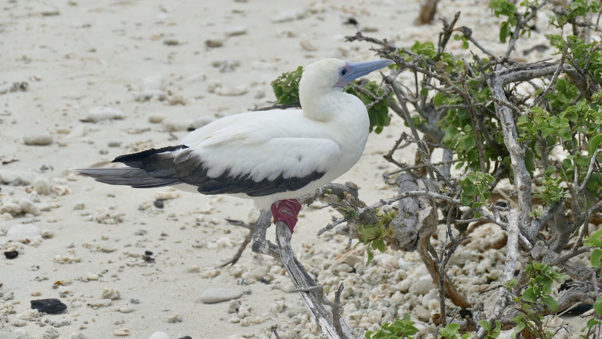 Red-footed Booby - Quentin Brown