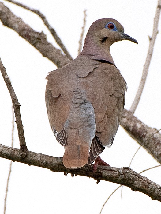 White-winged Dove - Kenneth Butler