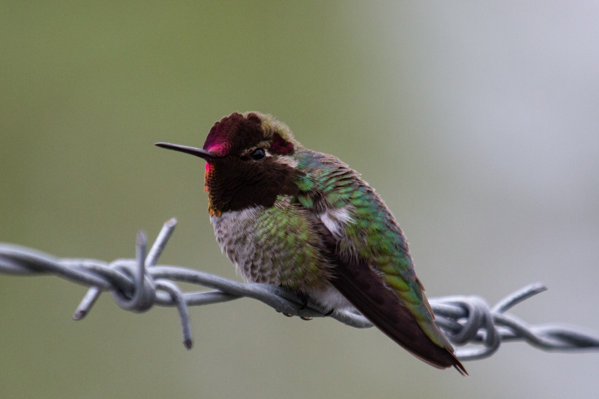 Anna's Hummingbird - ML618044683