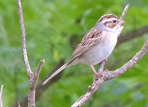 Clay-colored Sparrow - Kenneth Butler