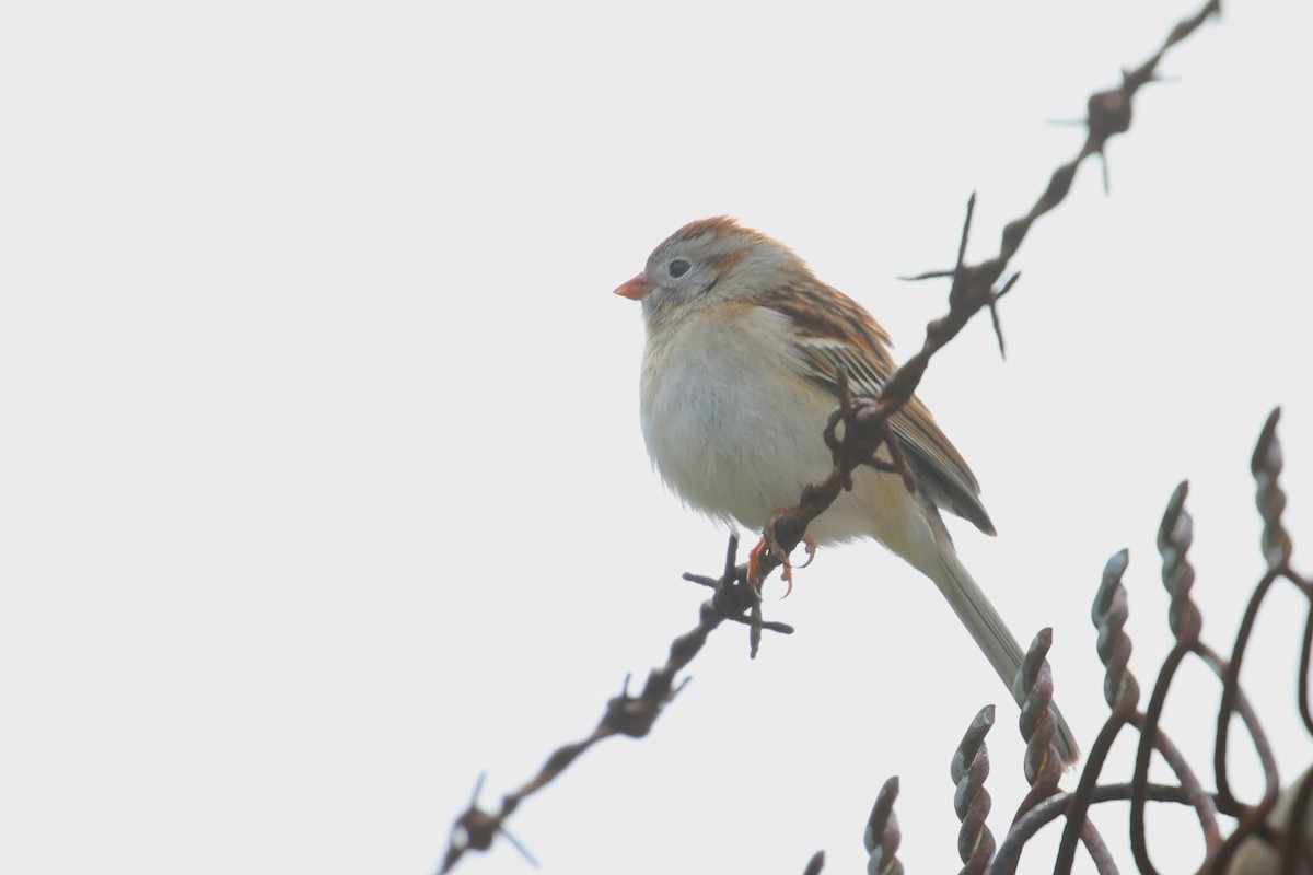 Field Sparrow - ML618044747