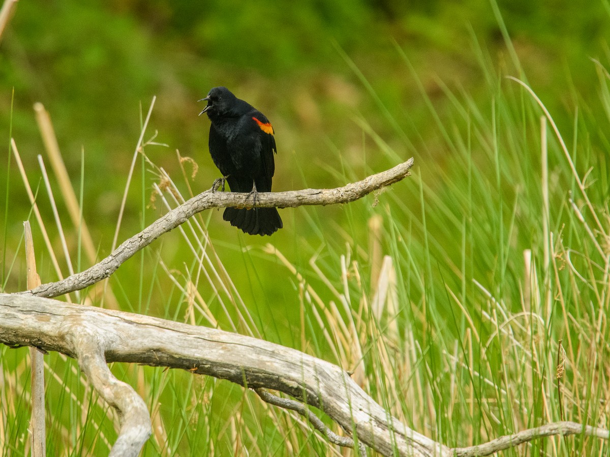 Red-winged Blackbird - Suman Kumar