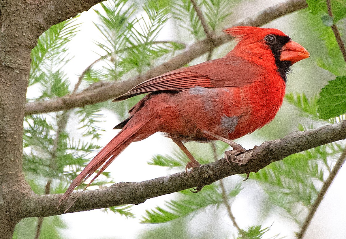Cardinal rouge - ML618044783