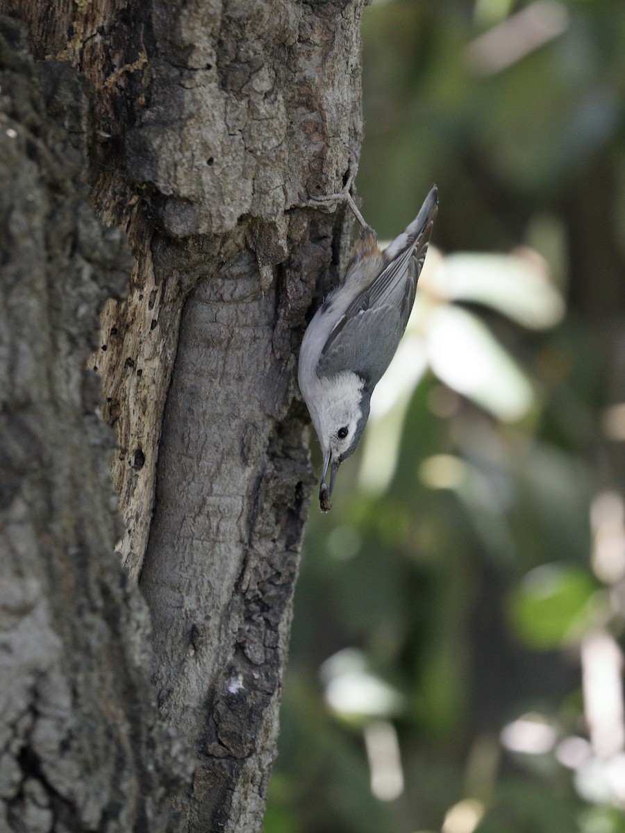 White-breasted Nuthatch - ML618044787