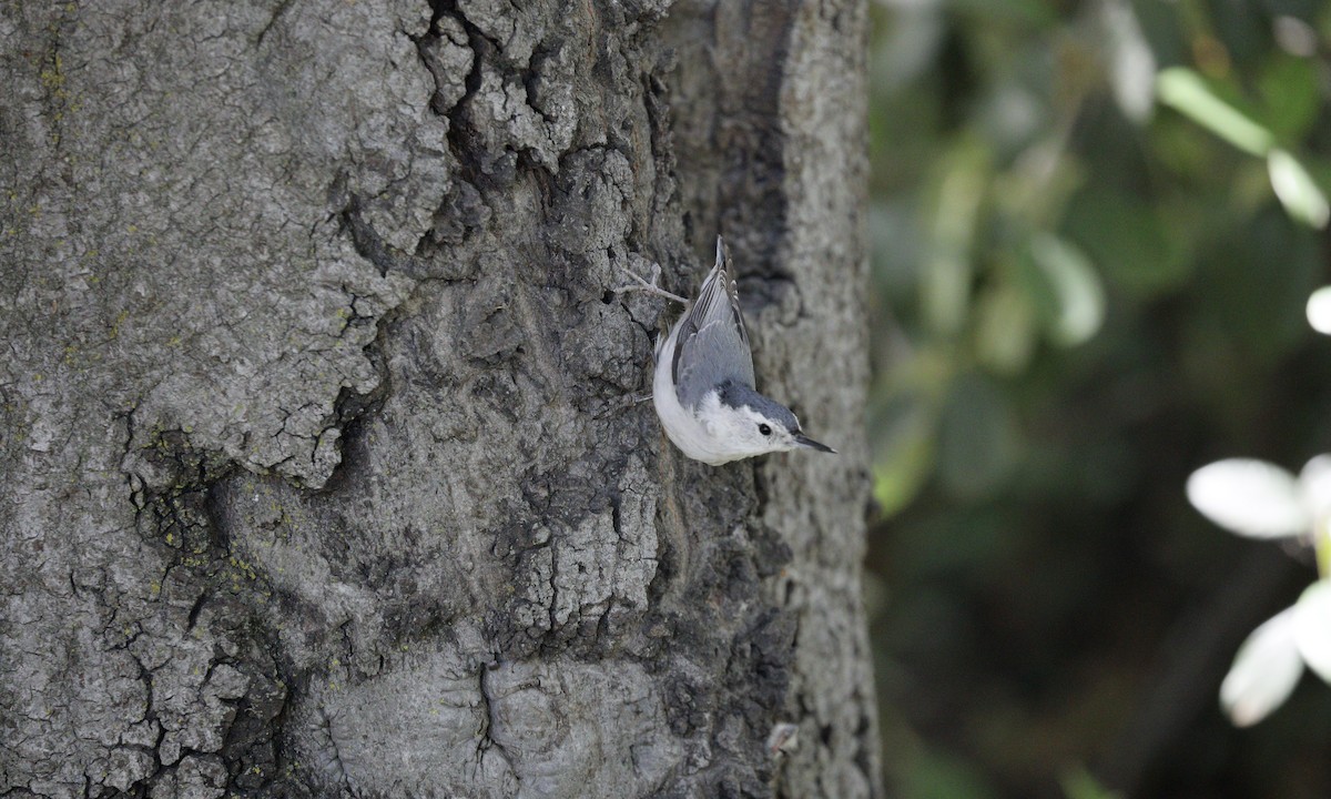 White-breasted Nuthatch - ML618044788