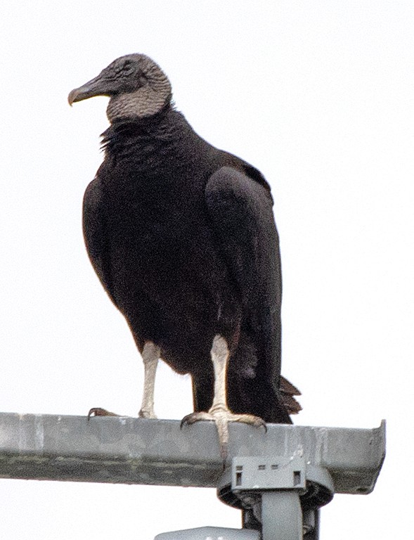 Black Vulture - ML618044800