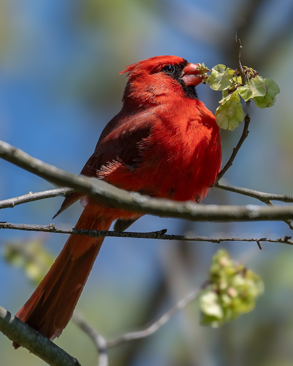 Cardinal rouge - ML618044806