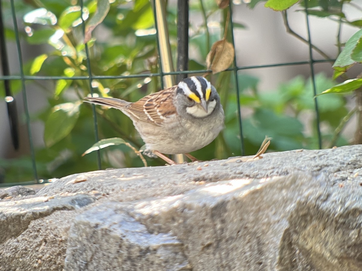 White-throated Sparrow - Mattie Xoxo