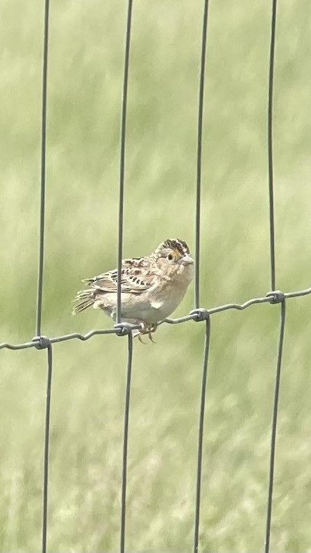 Grasshopper Sparrow - ML618044835
