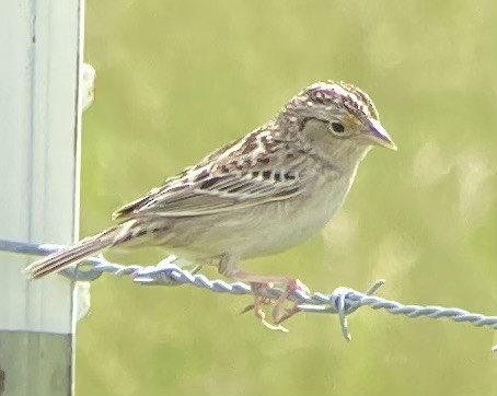 Grasshopper Sparrow - ML618044836