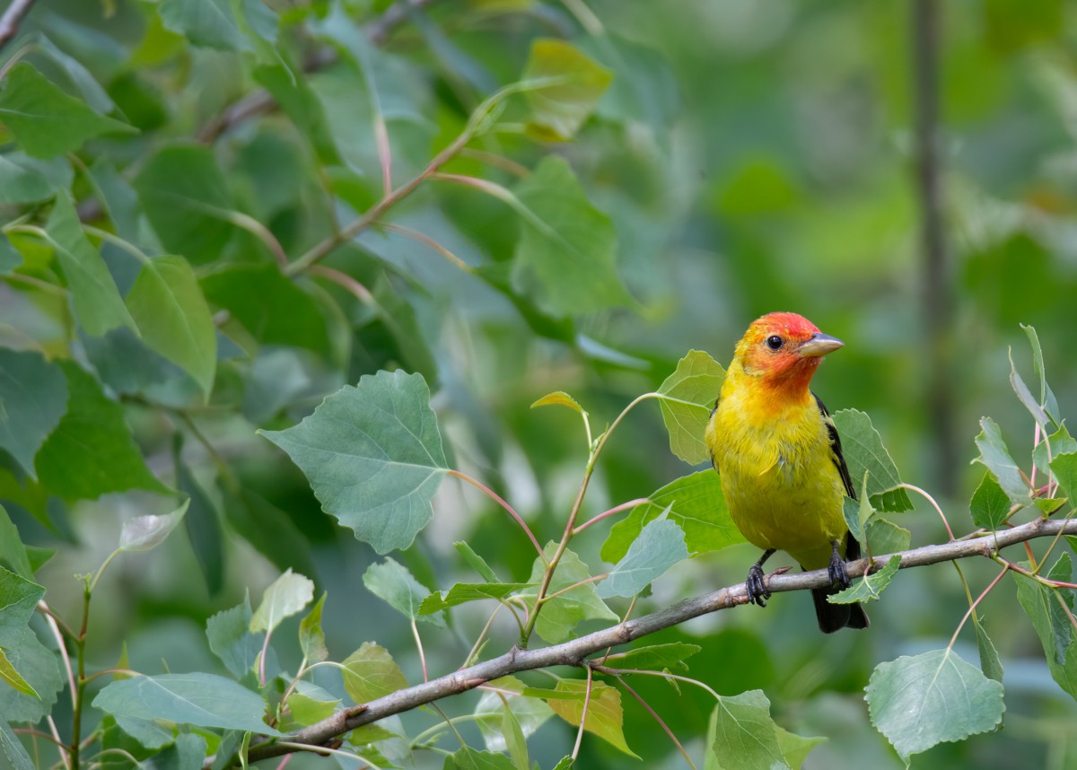 Western Tanager - Kim Moore