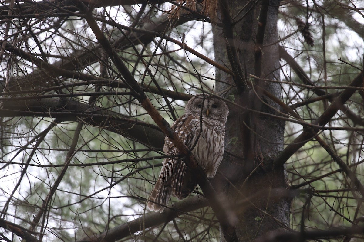 Barred Owl - Ethan Ring