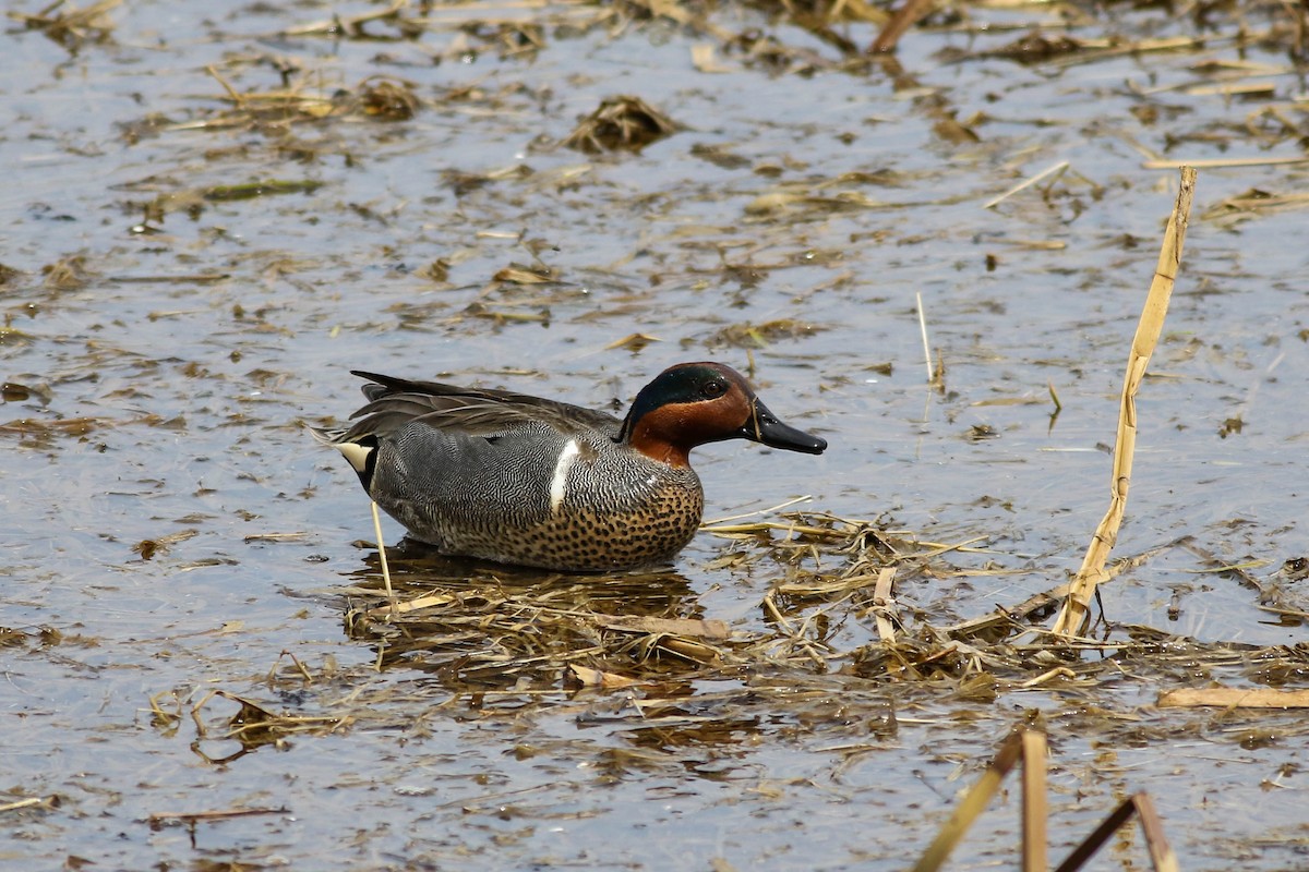 Green-winged Teal - ML618044926