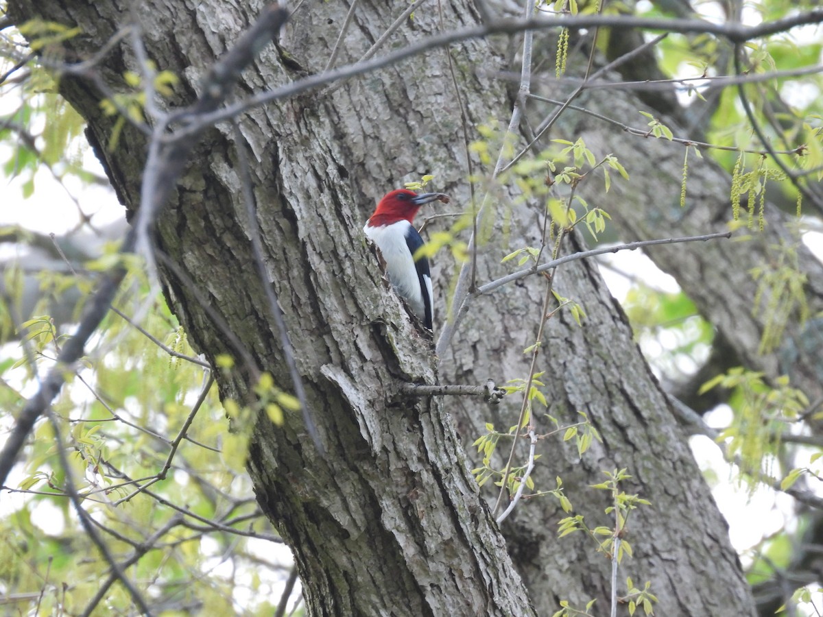 Red-headed Woodpecker - Chloe Hill