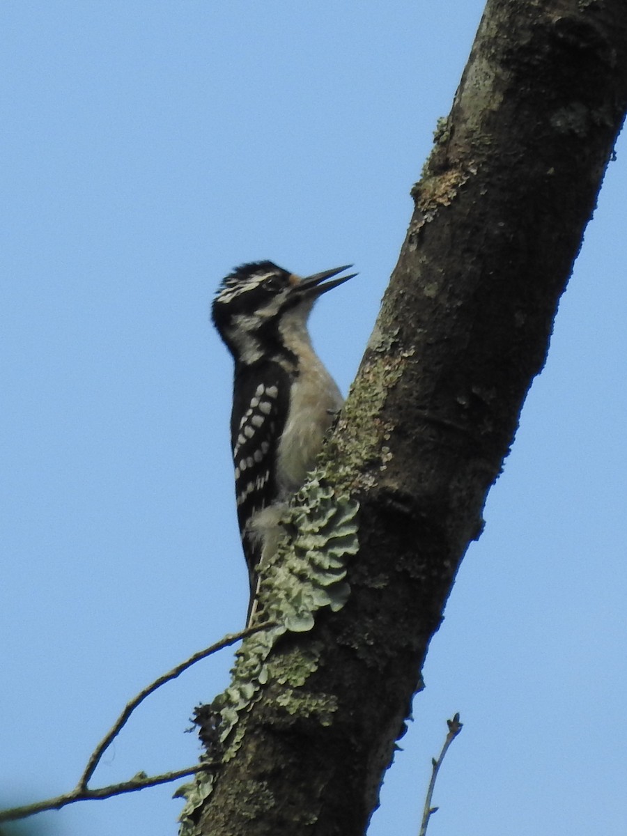 Hairy Woodpecker - ML618044952