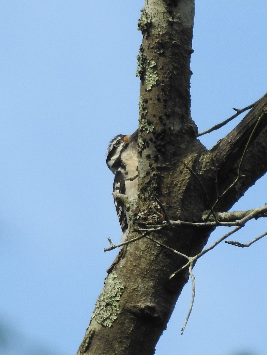 Hairy Woodpecker - ML618044969