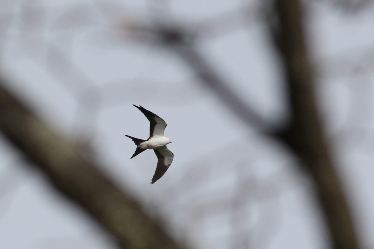 Swallow-tailed Kite - ML618045011