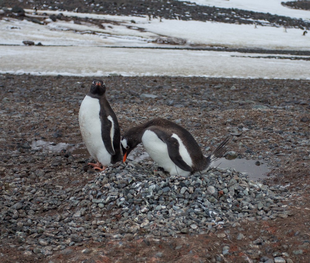 tučňák oslí - ML618045013
