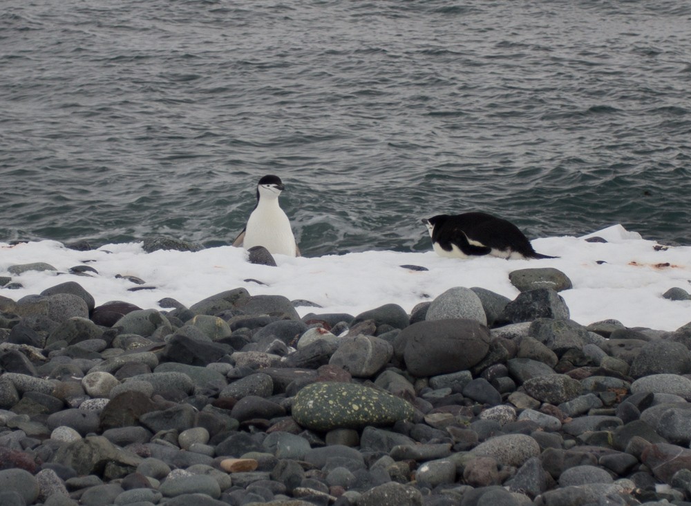 Chinstrap Penguin - Lindy Fung
