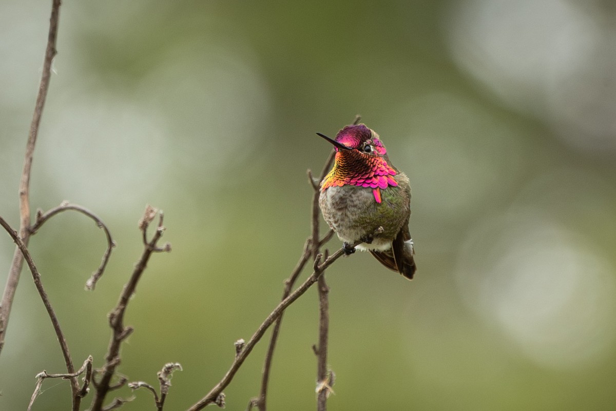 Anna's Hummingbird - Carole Rose