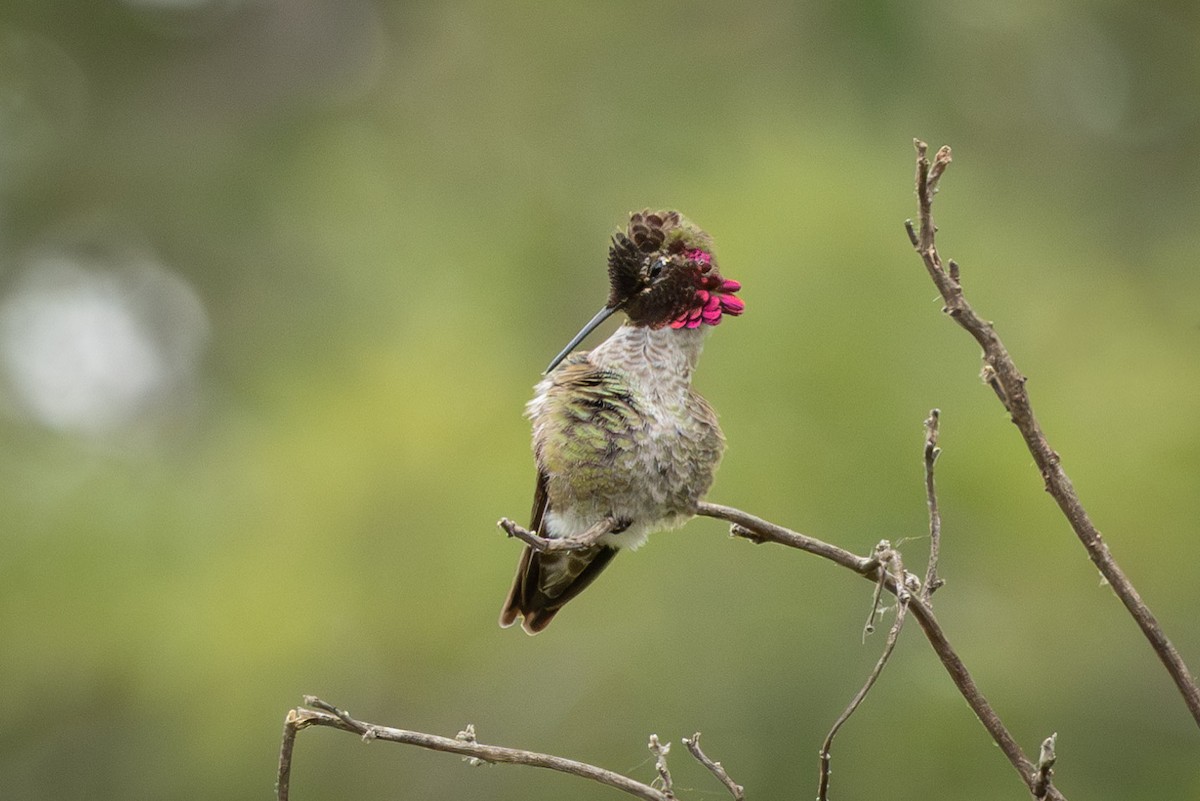 Anna's Hummingbird - ML618045025