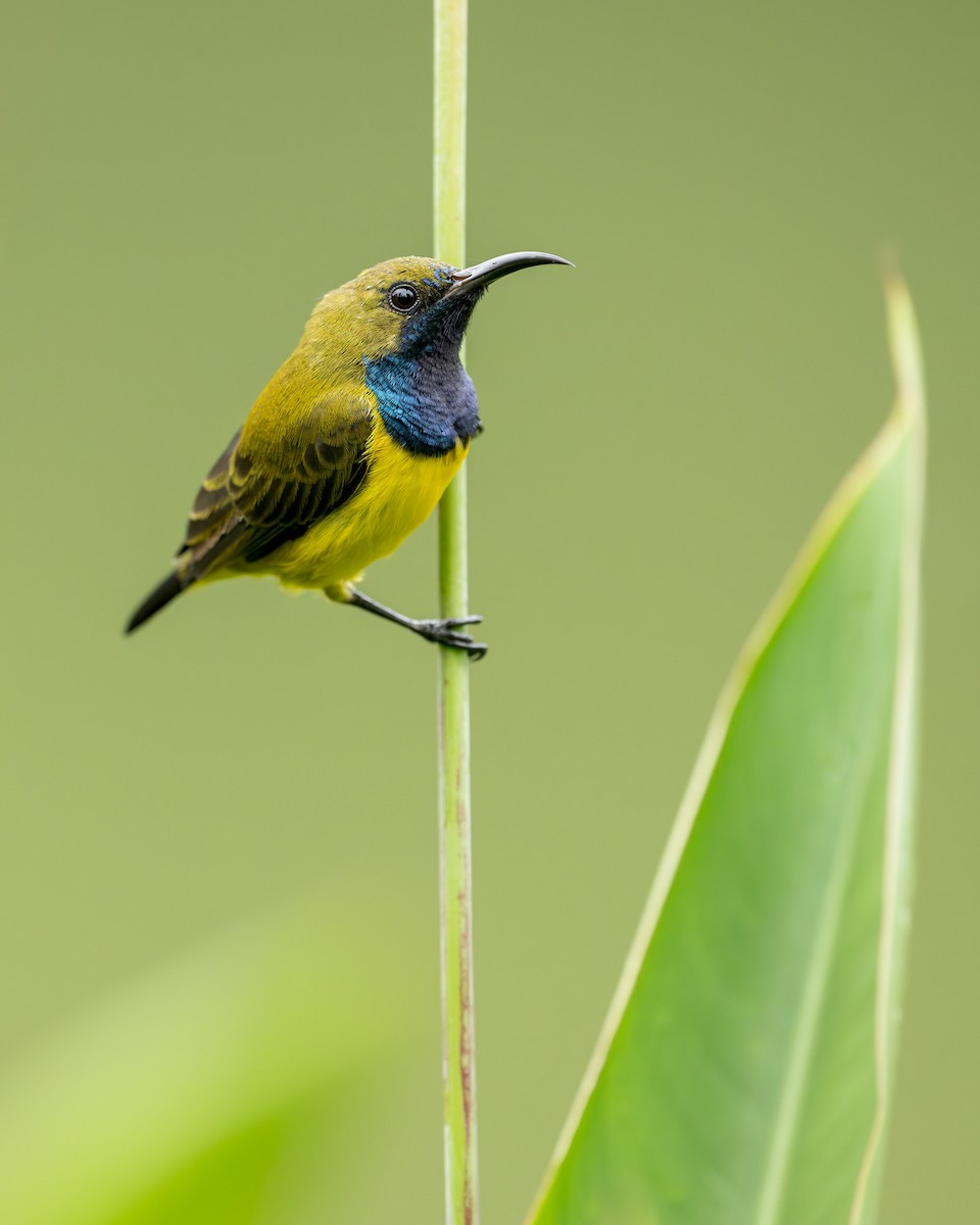 Ornate Sunbird - Heyn de Kock