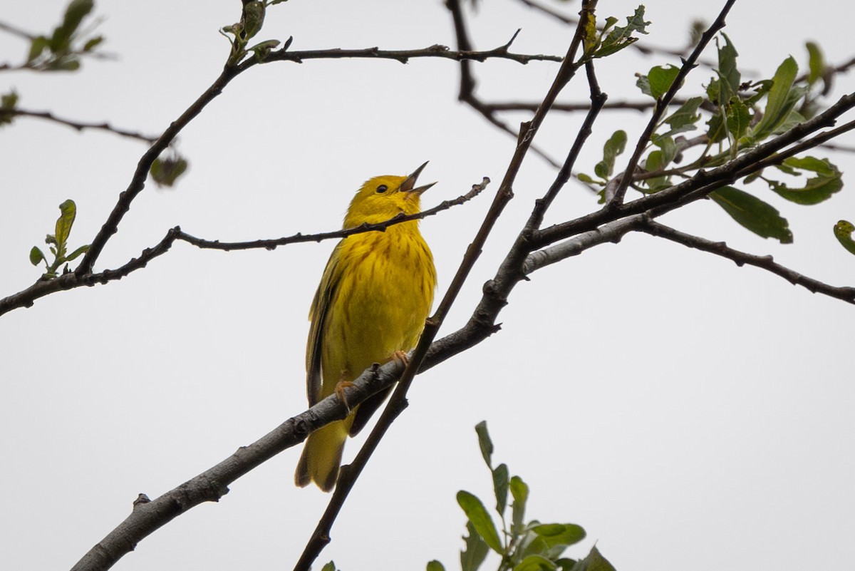 Yellow Warbler (Northern) - Carole Rose