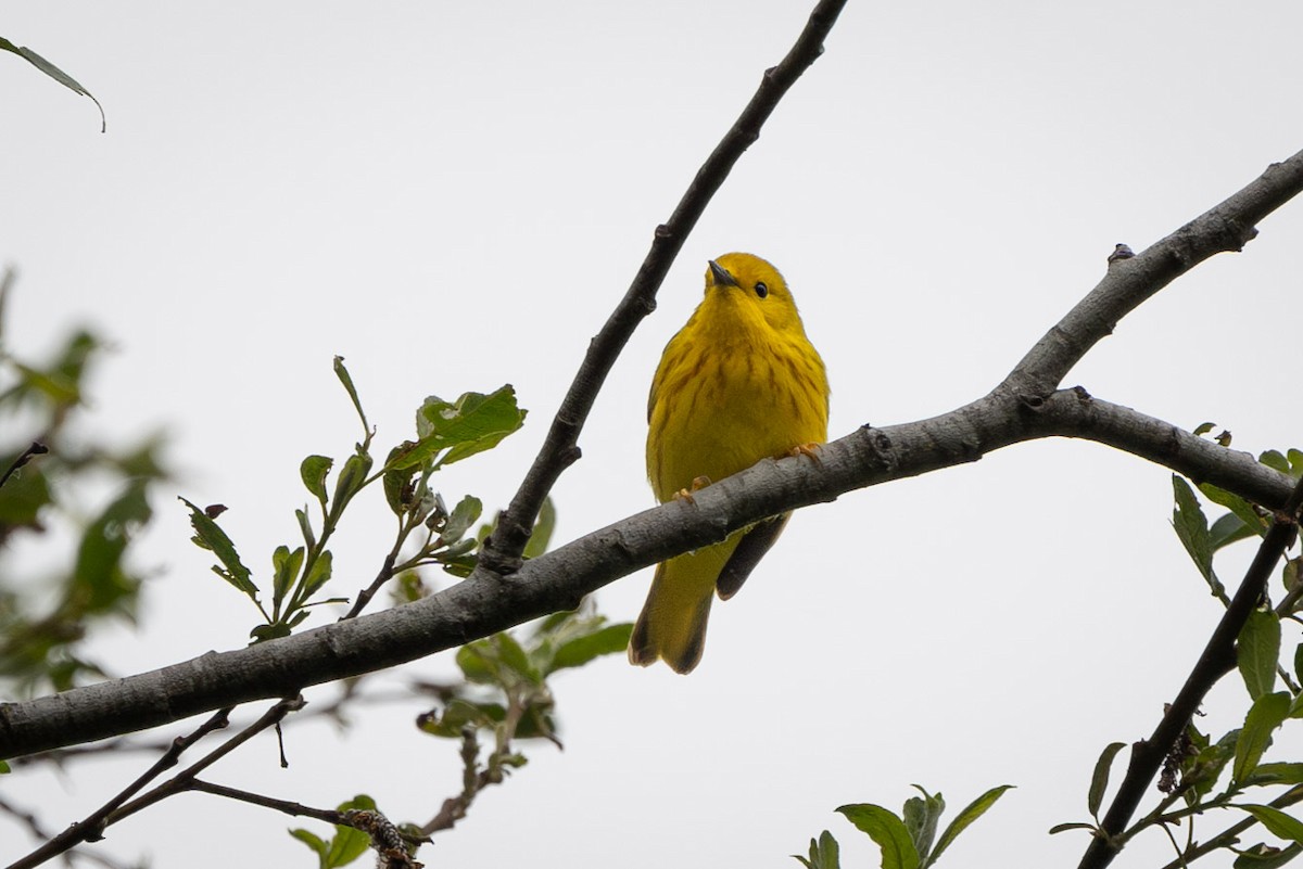 Yellow Warbler (Northern) - ML618045056