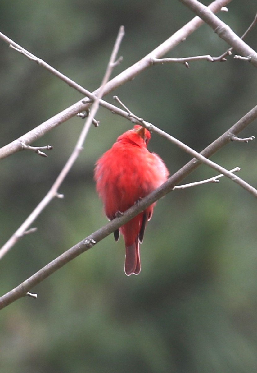 Summer Tanager - Ethan Ring