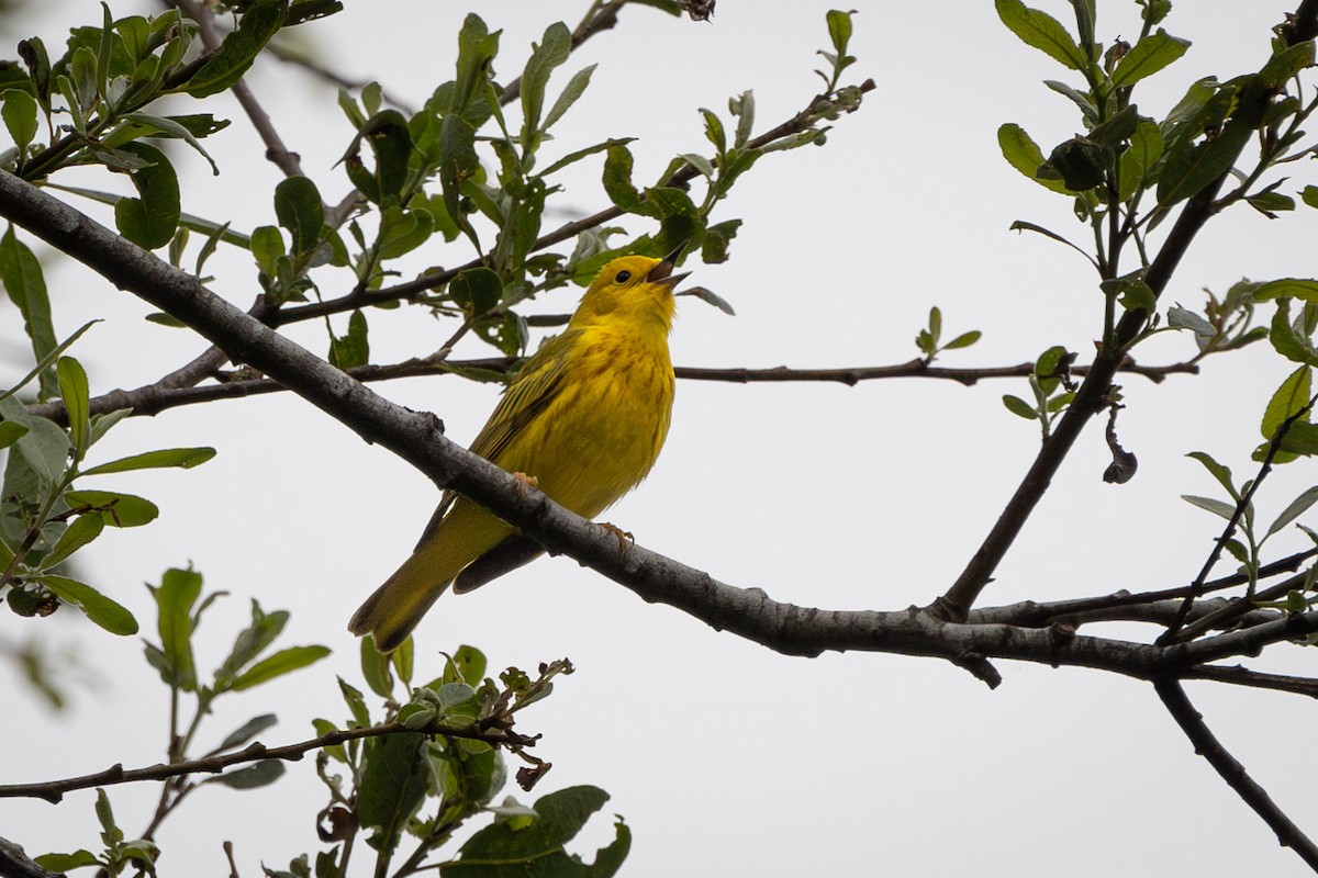 Yellow Warbler (Northern) - Carole Rose