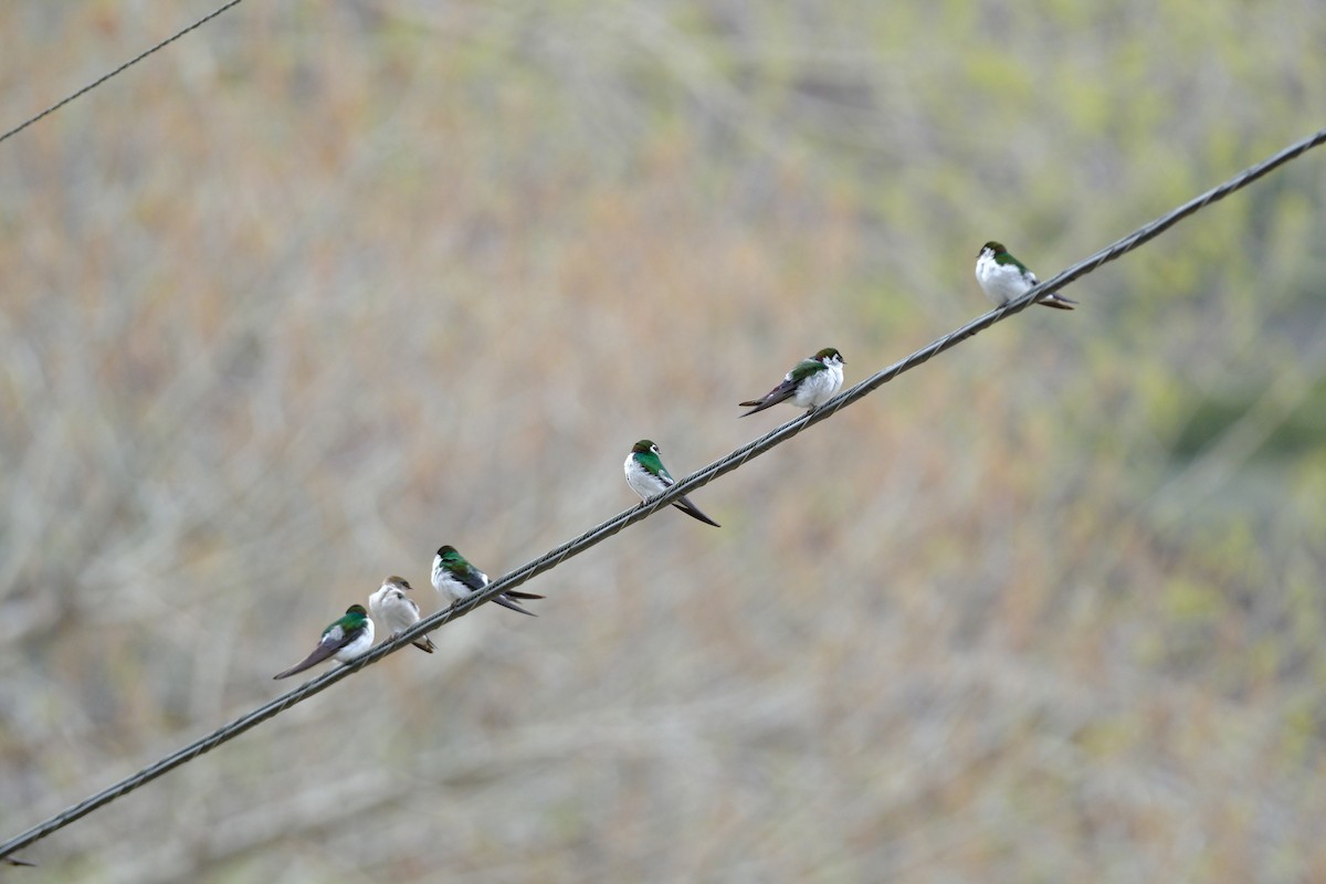 Violet-green Swallow - Bob D'Antonio