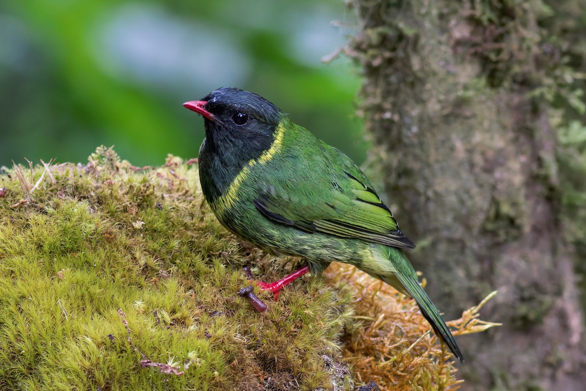 Green-and-black Fruiteater - ML618045082