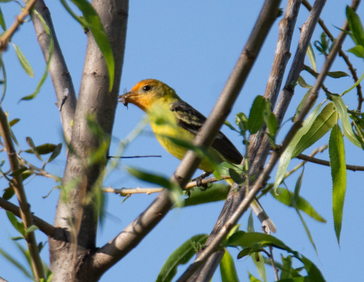 Western Tanager - ML618045093