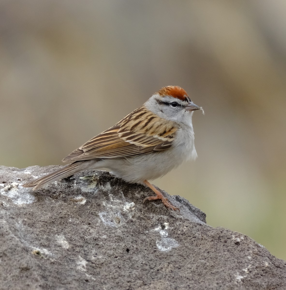 Chipping Sparrow - ML618045094