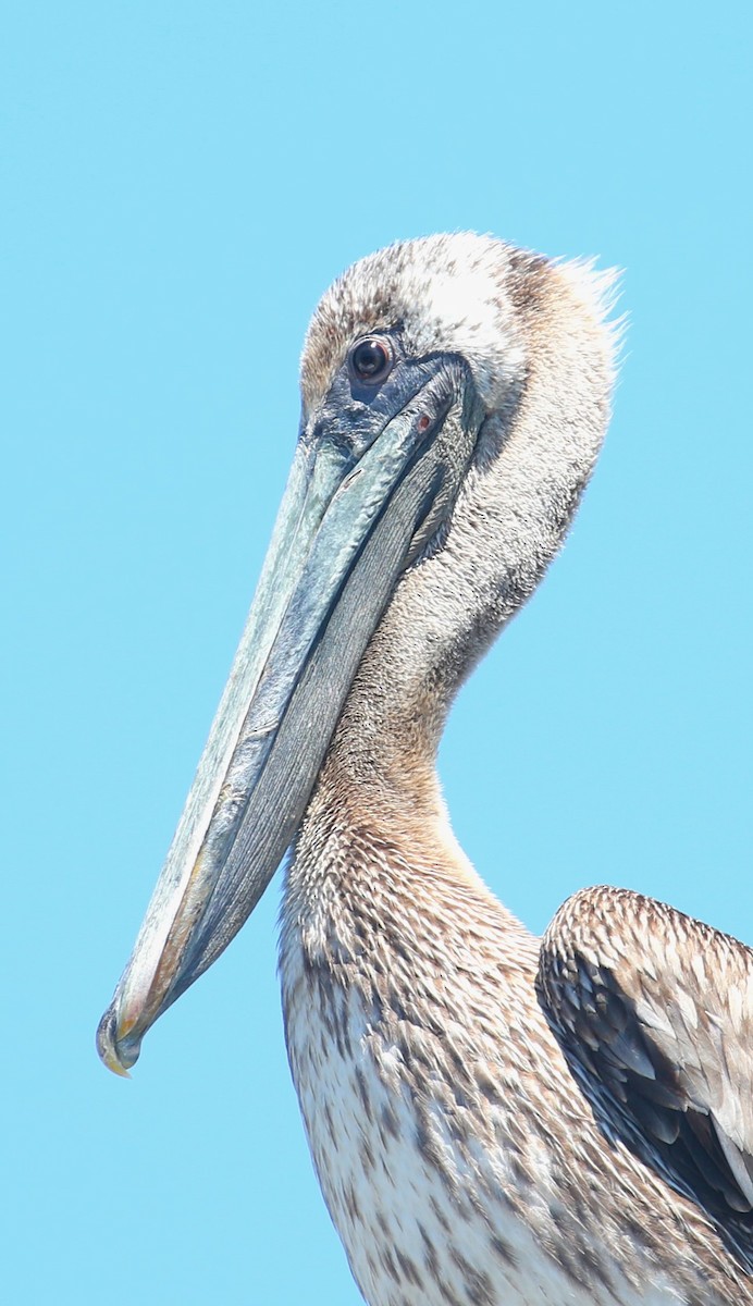 pelikán hnědý - ML618045111