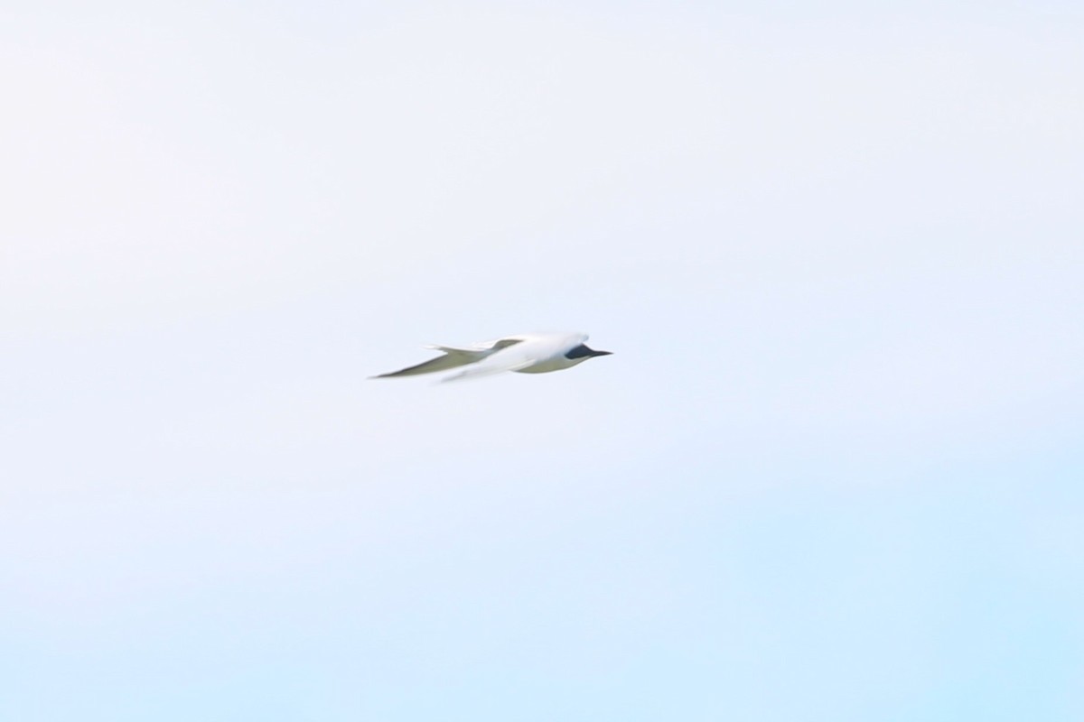 Gull-billed Tern - Ethan Ring